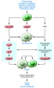 Senescent Cells Pathway