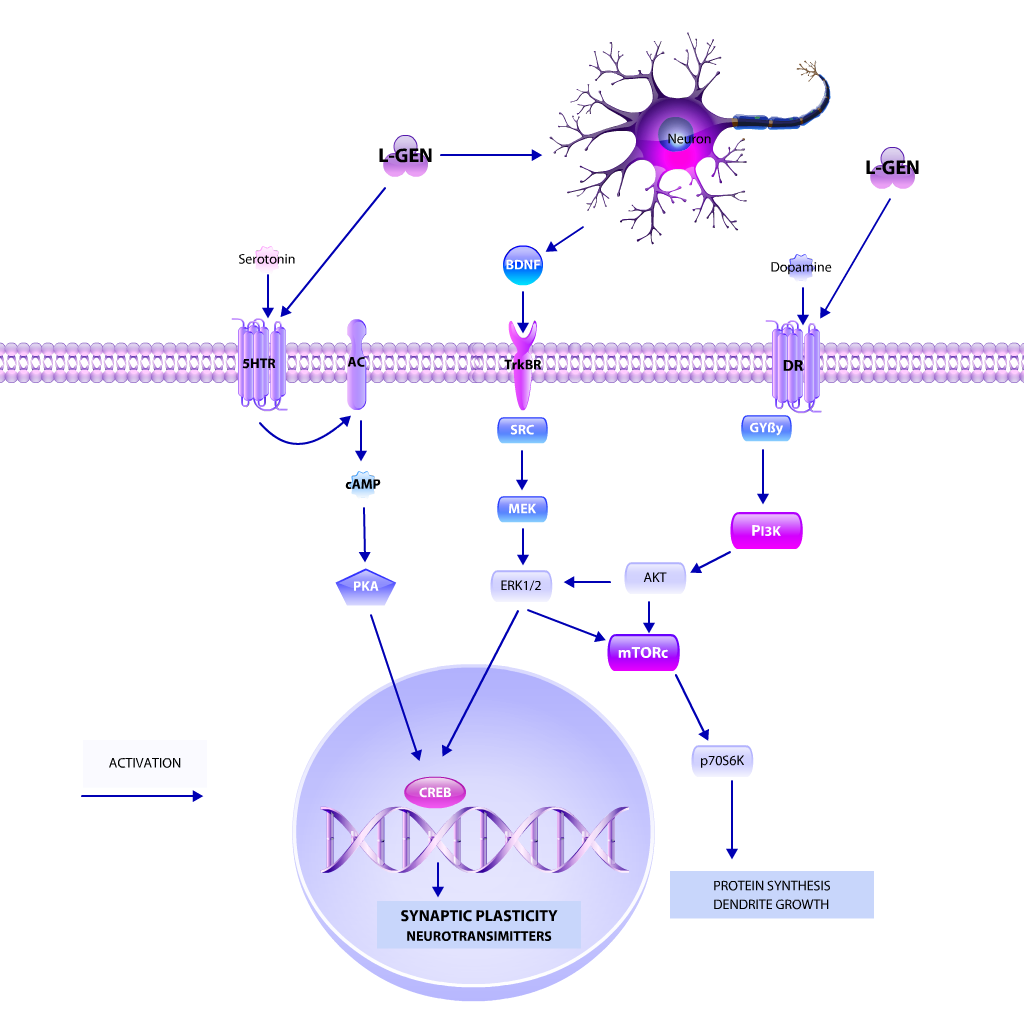 L-GEN pathway