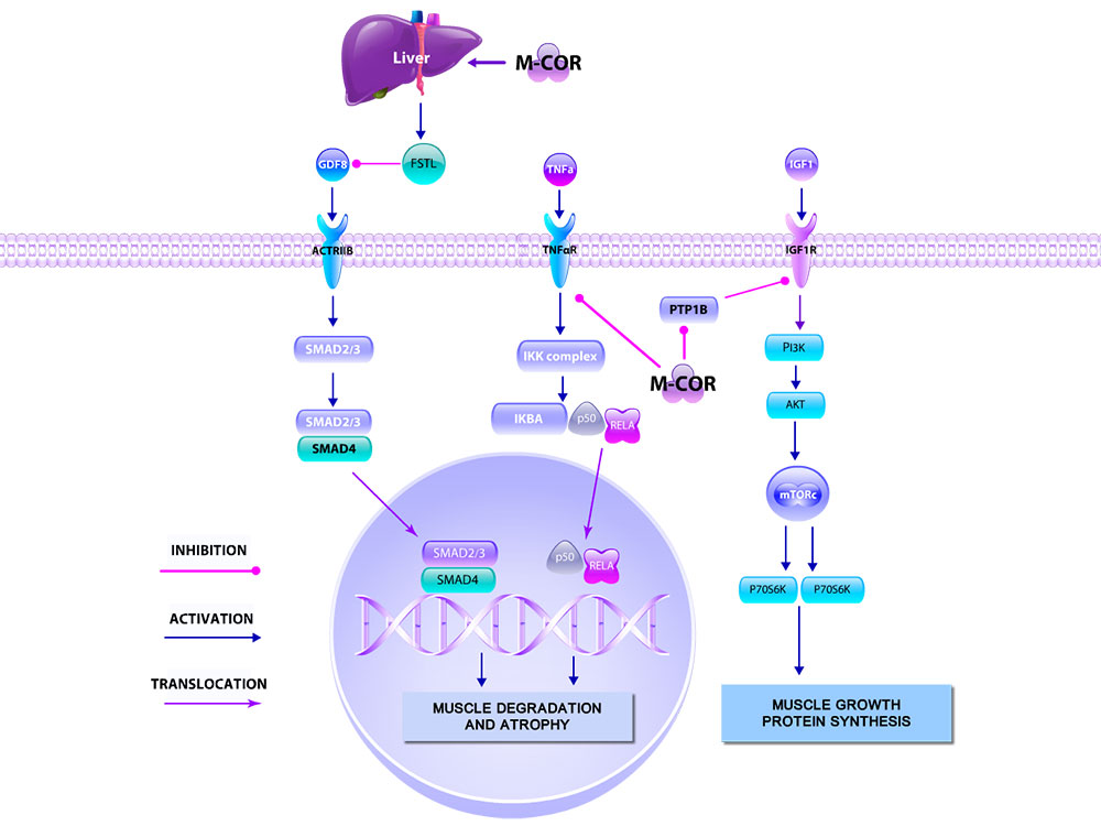M-COR pathway