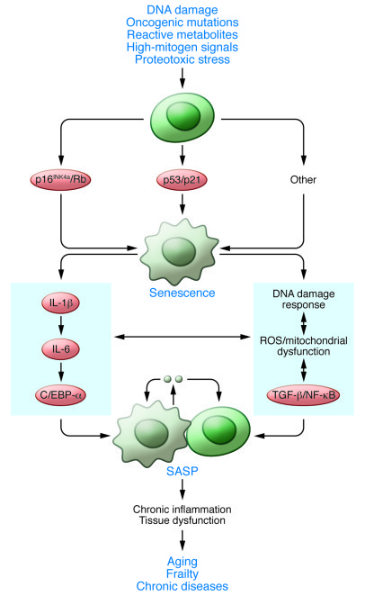 senescent cells